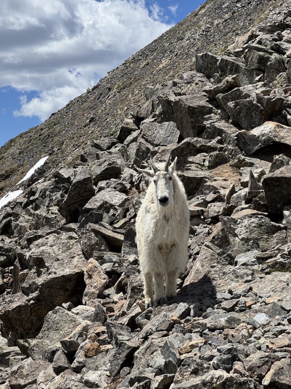 A curious mountain goat on the trail