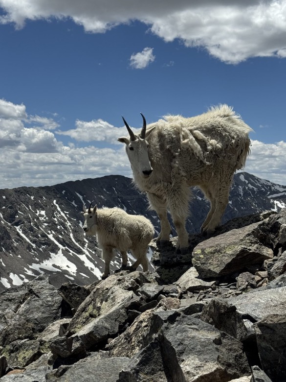 Mountain goats near the summit